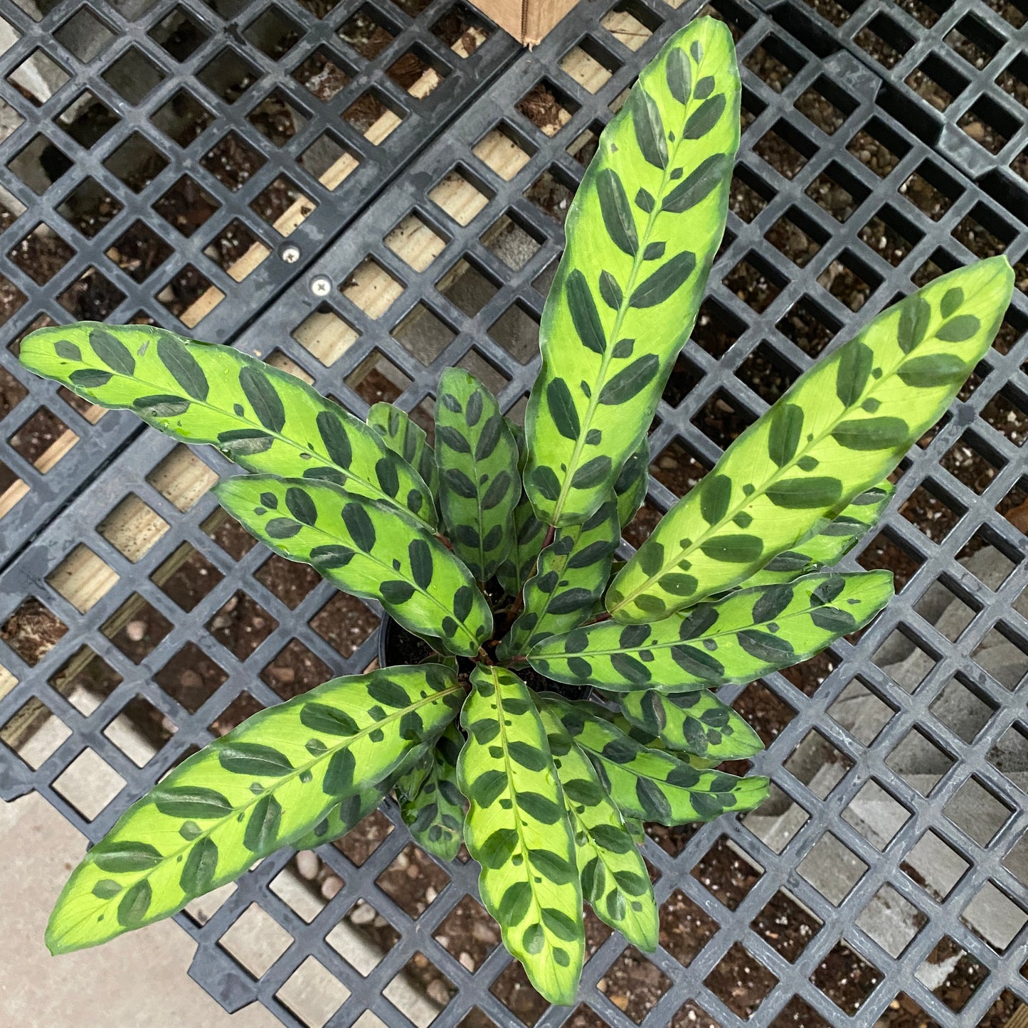 4" calathea lancifolia