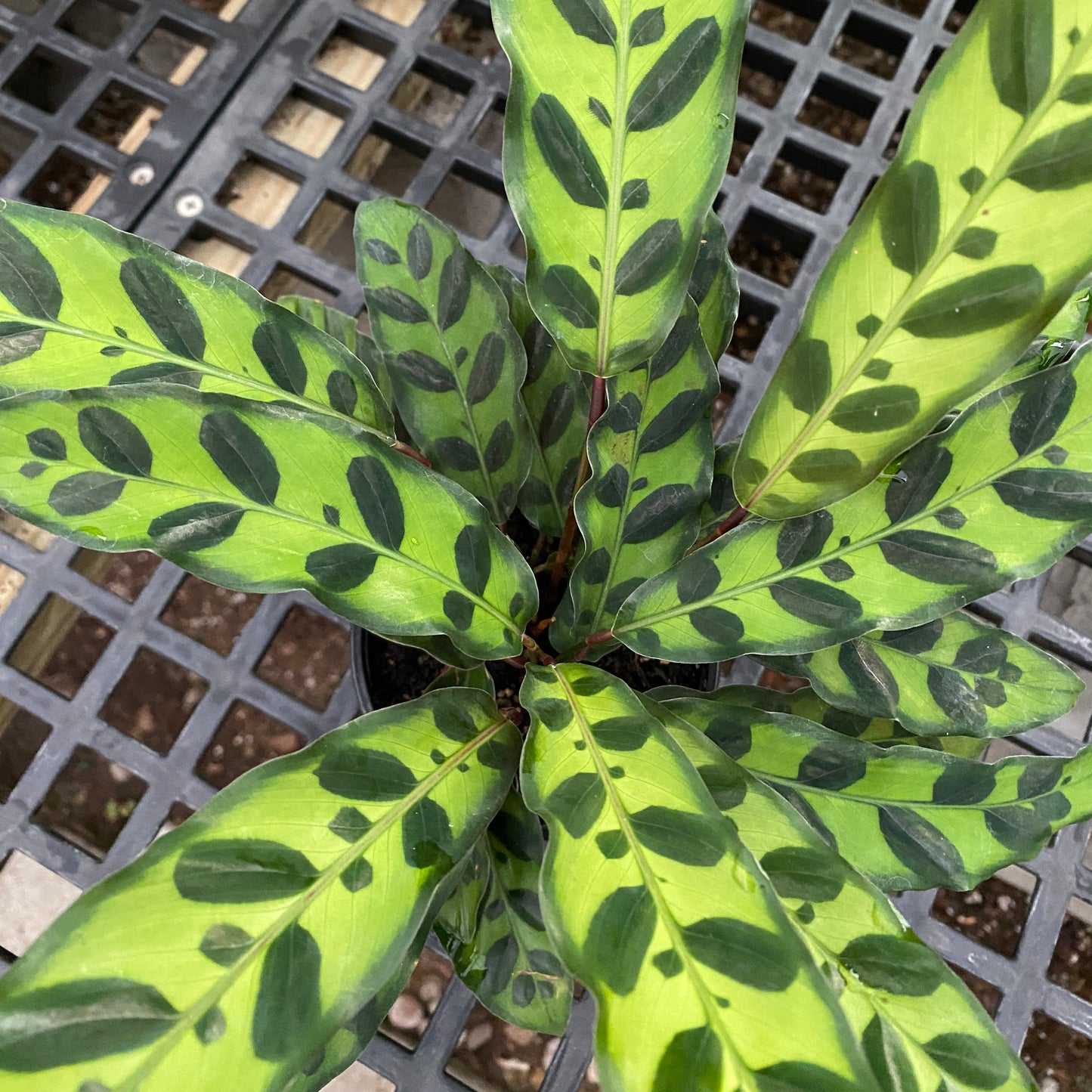 4" calathea lancifolia