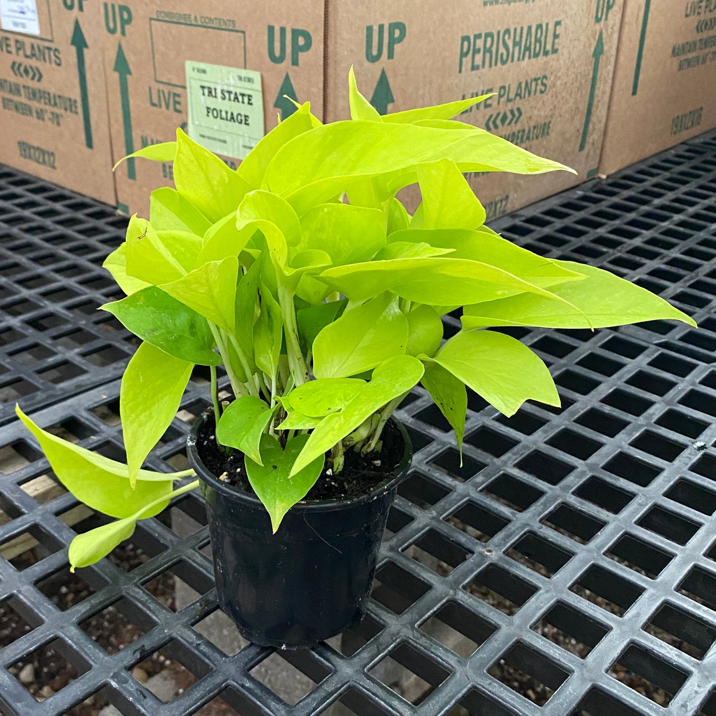 4" pothos neon