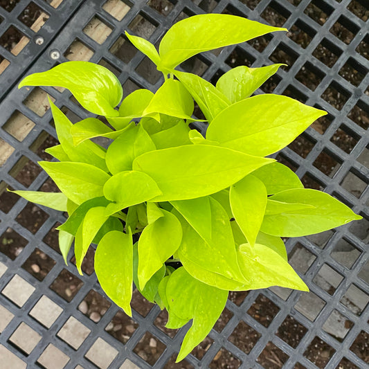 4" pothos neon