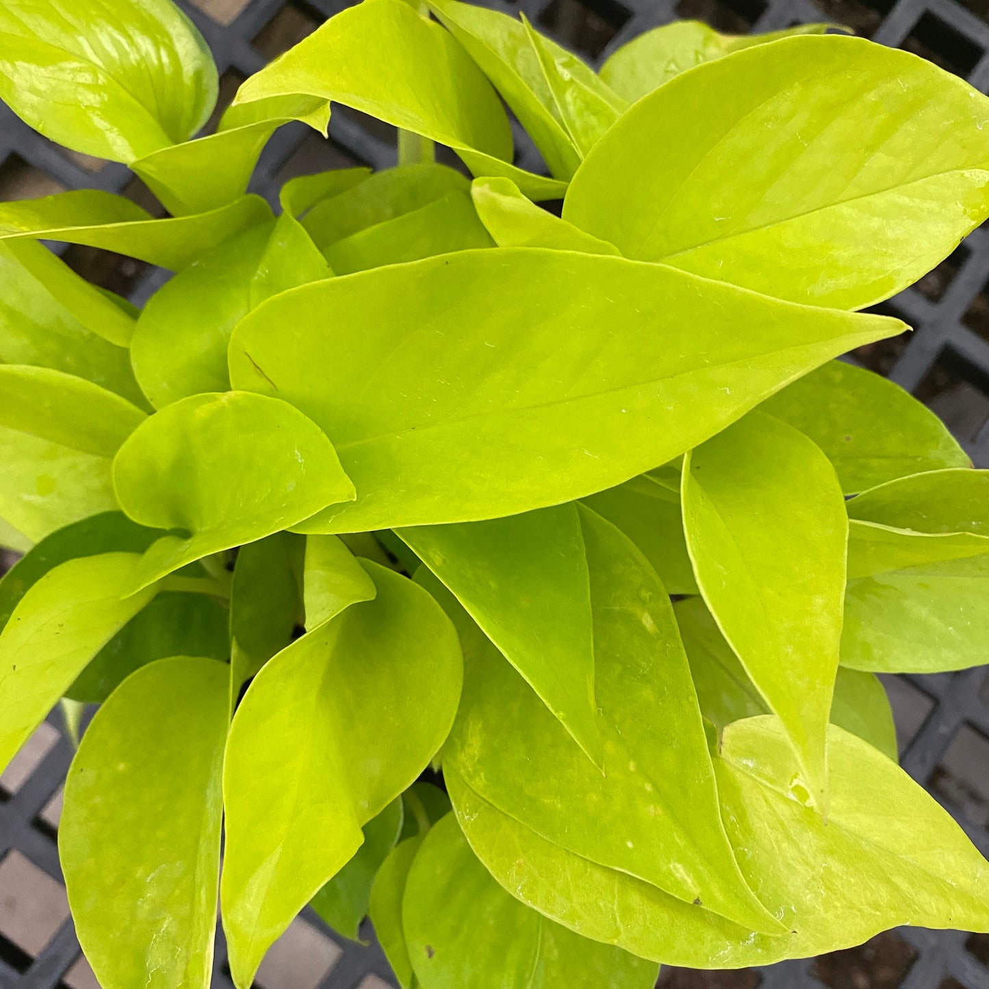 4" pothos neon