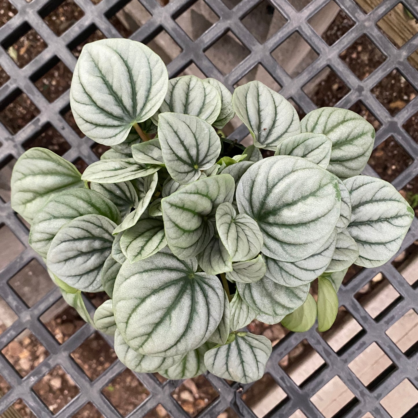 4" peperomia frost