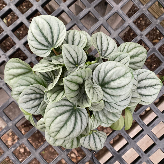 4" peperomia frost
