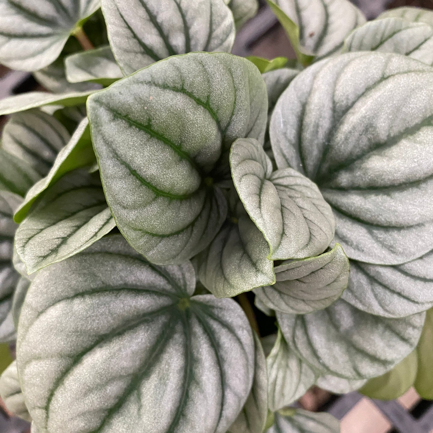 4" peperomia frost
