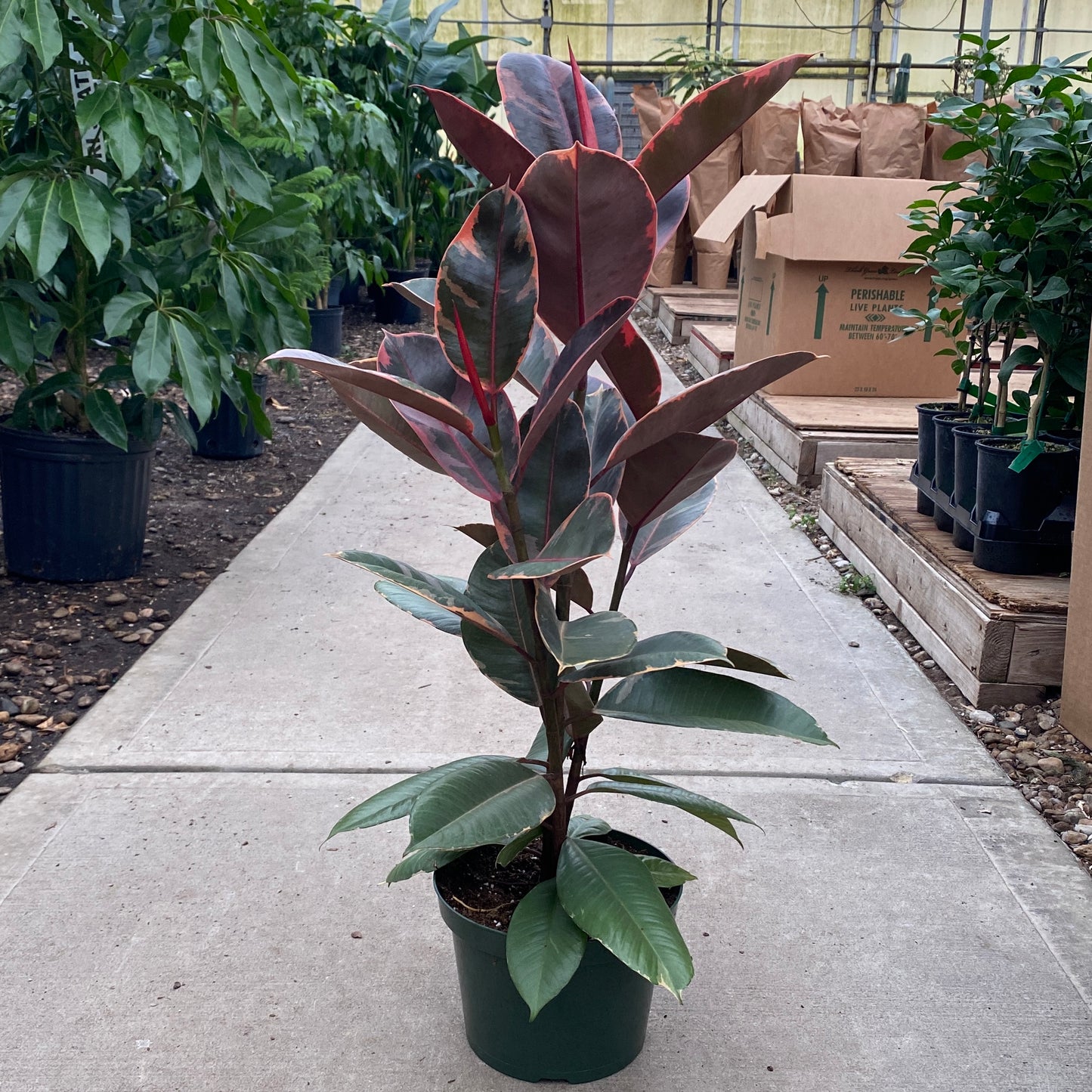 8" ficus ruby red bush