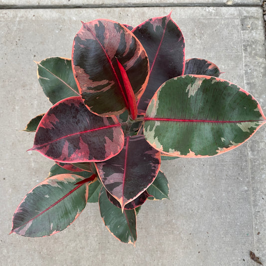 8" ficus ruby red bush