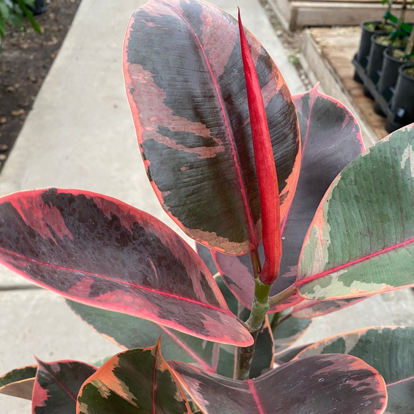8" ficus ruby red bush