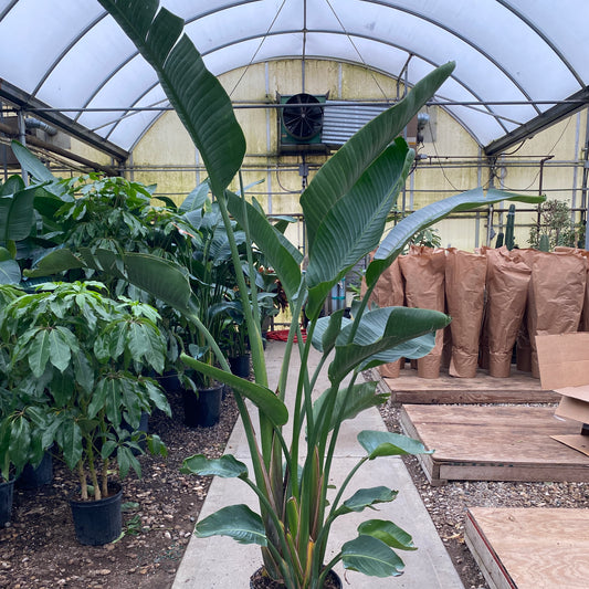 12" bird of paradise