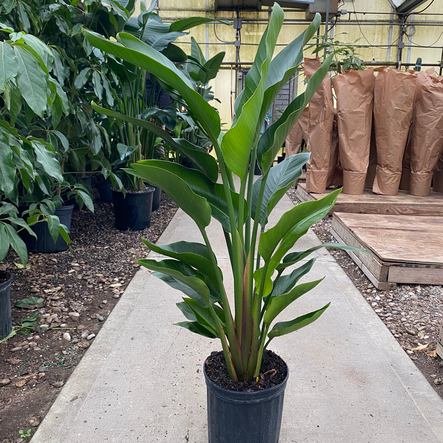 10" bird of paradise