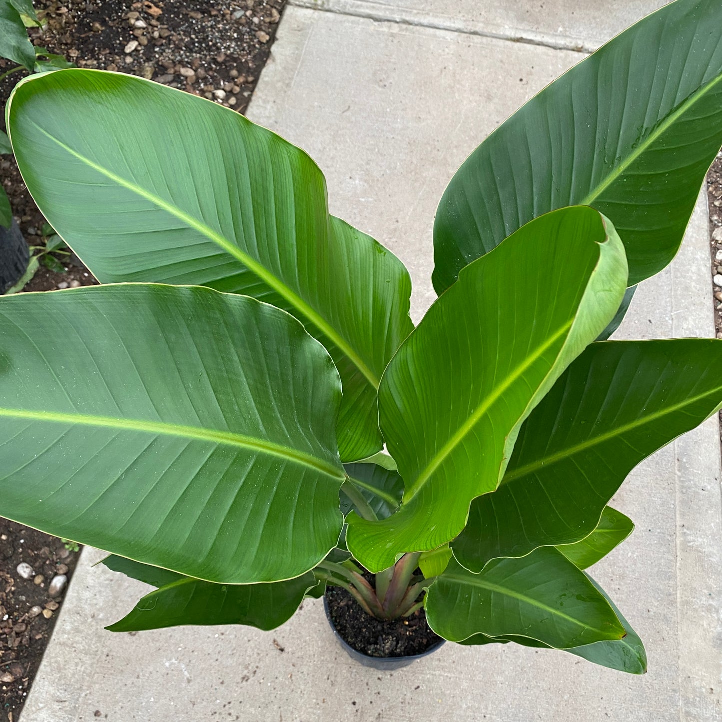 10" bird of paradise