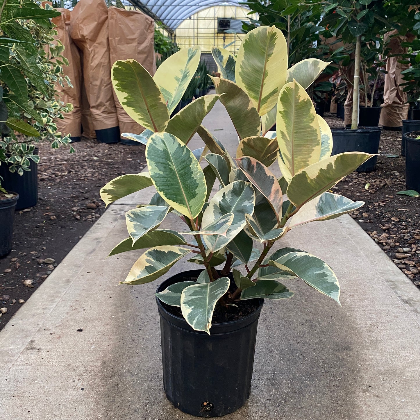 8" ficus tienke bush