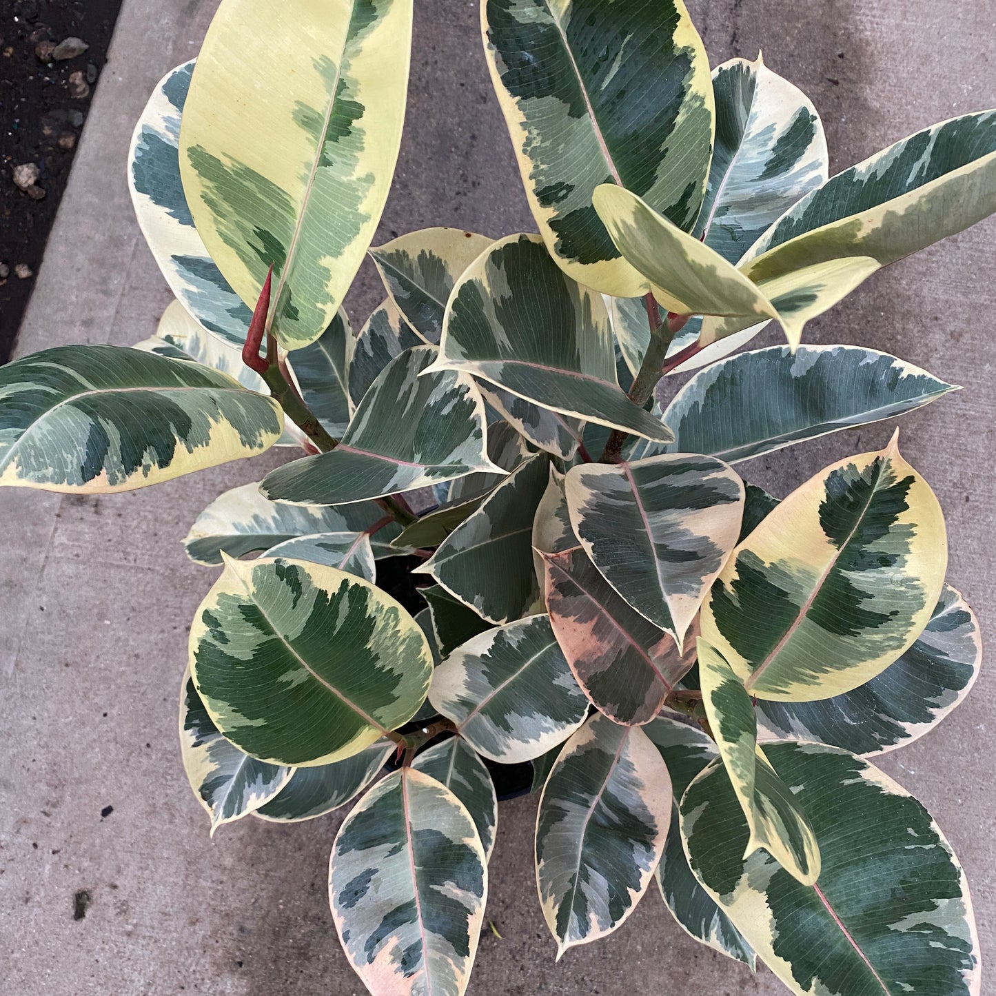 8" ficus tienke bush