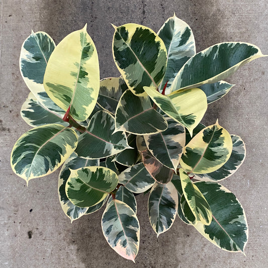 8" ficus tienke bush