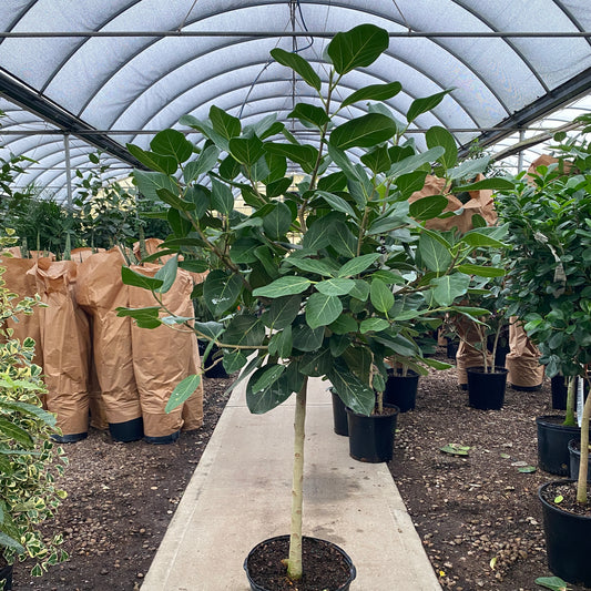 14" ficus audrey