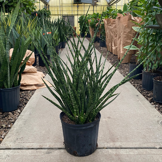 10" sans fernwood mikado