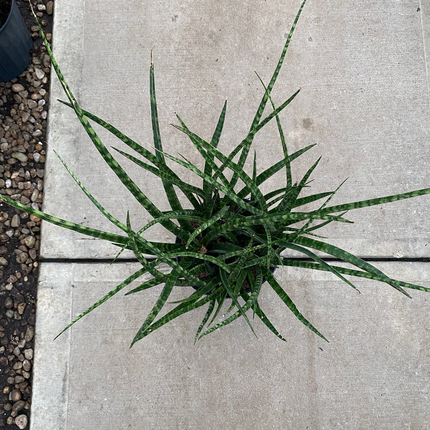 10" sans fernwood mikado