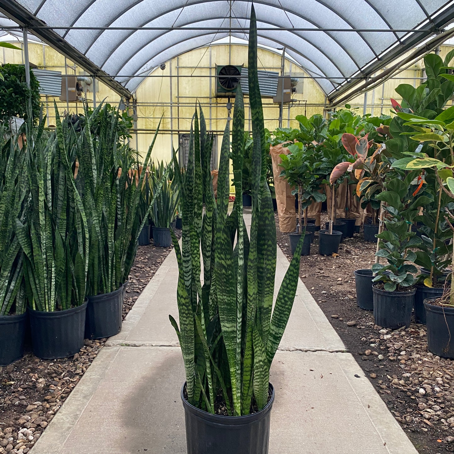 10" sans wintergreen