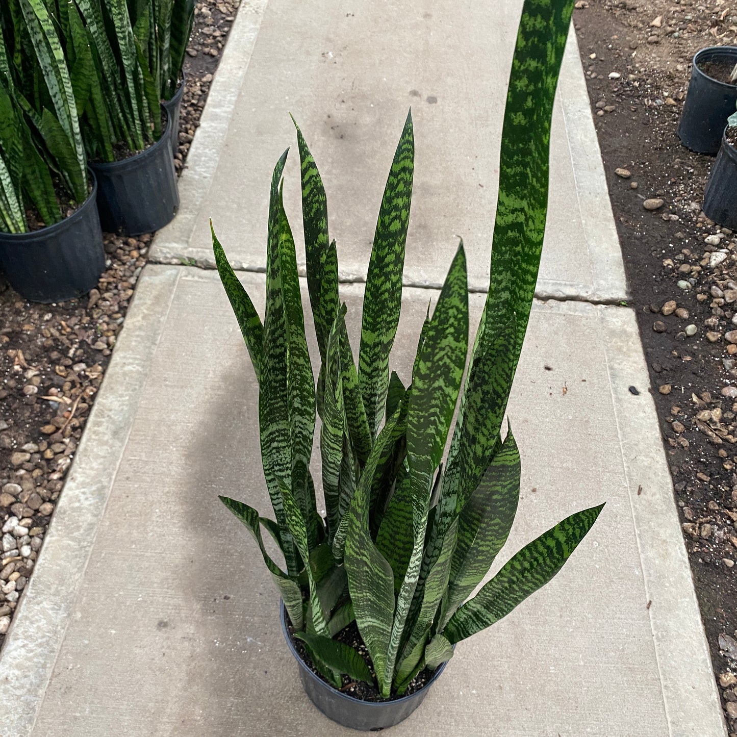 10" sans wintergreen