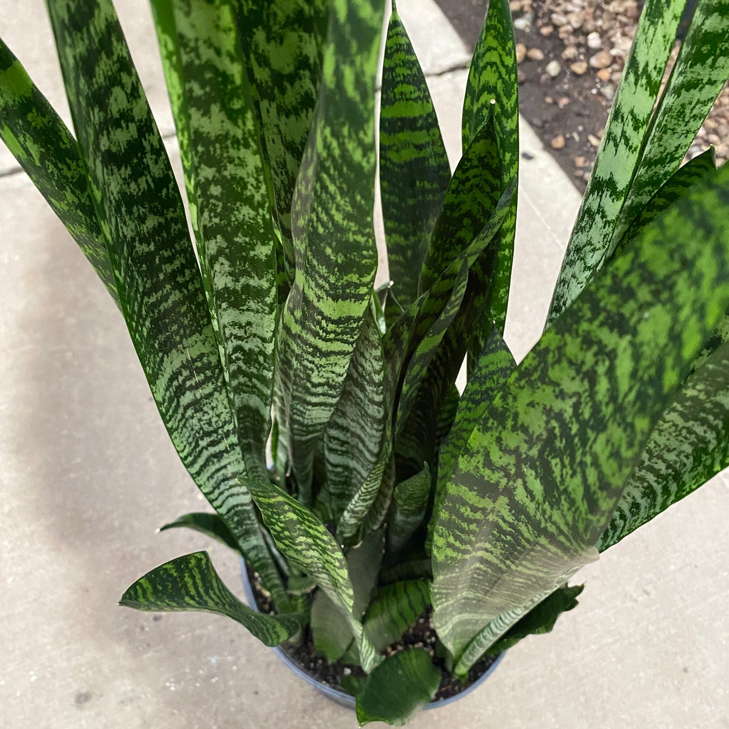 10" sans wintergreen