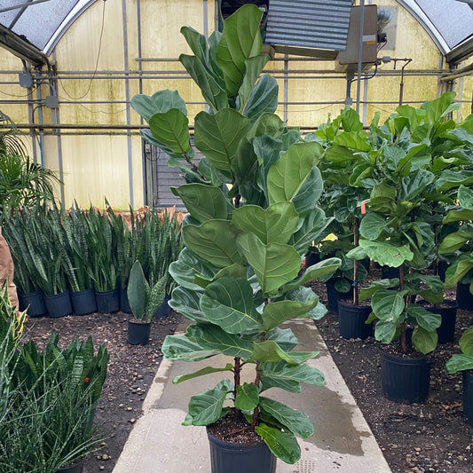 12" ficus lyrata column