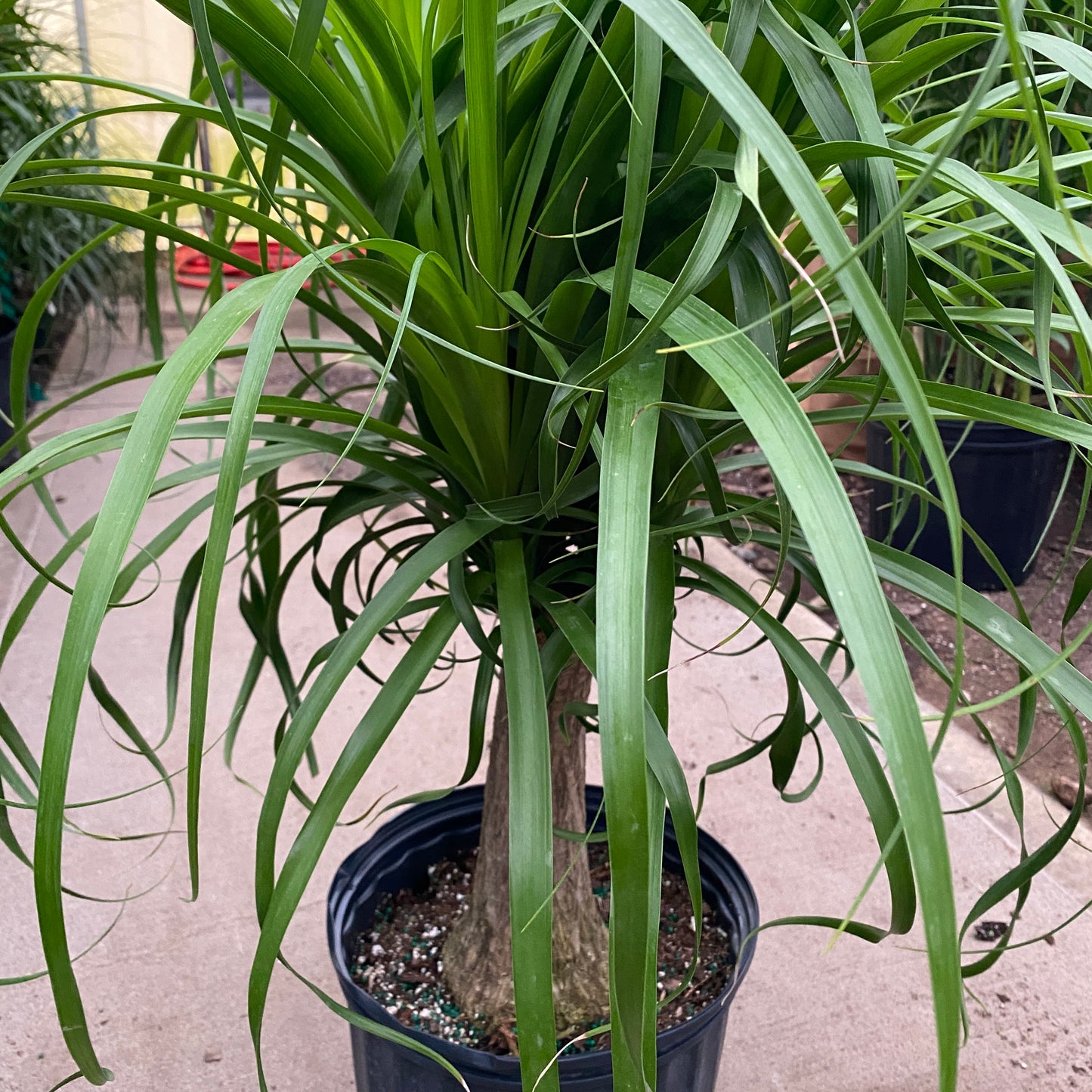 10" ponytail palm
