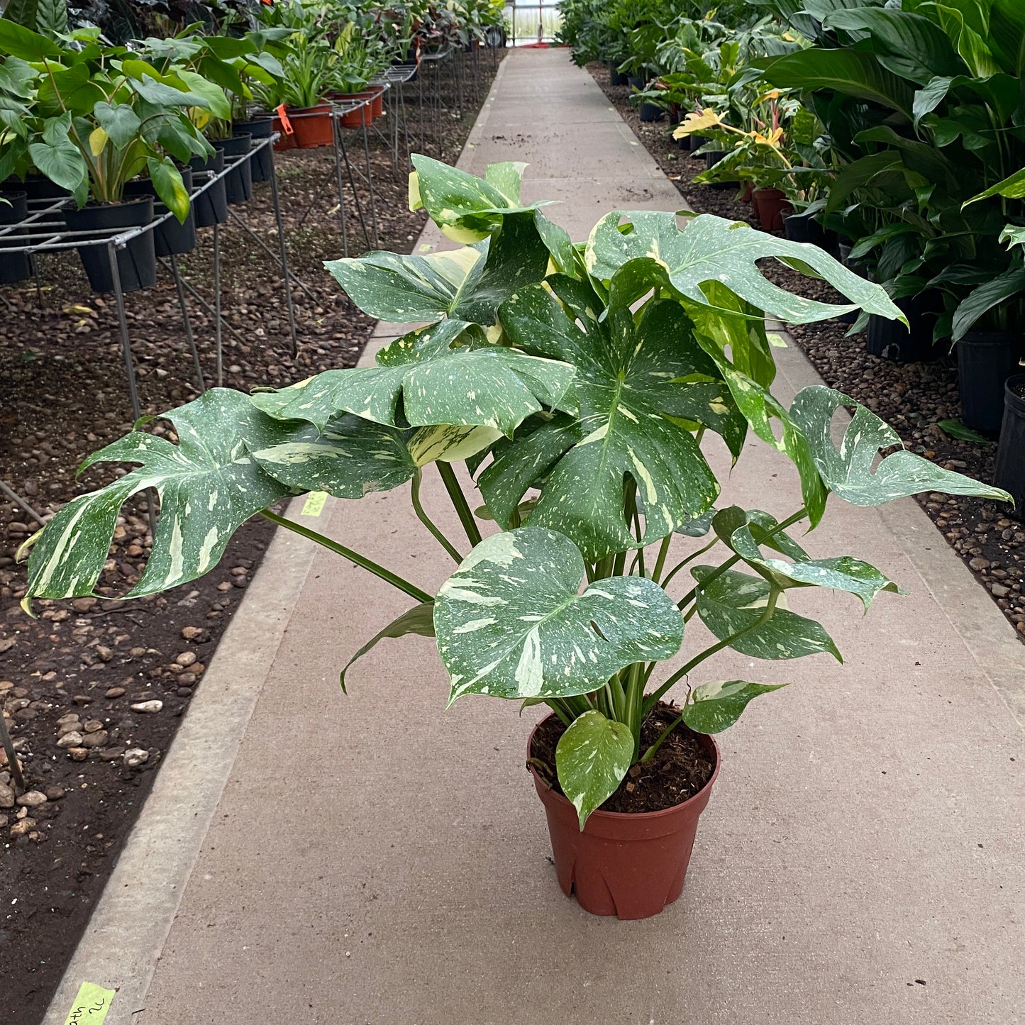 8" philo thai constellation