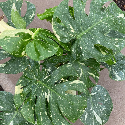 8" philo thai constellation