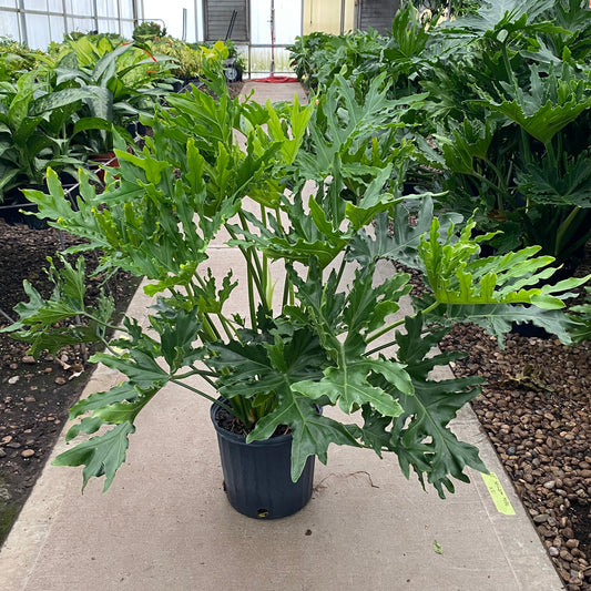 10" philo hope selloum