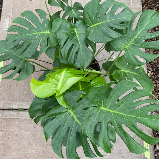 10" philo monstera