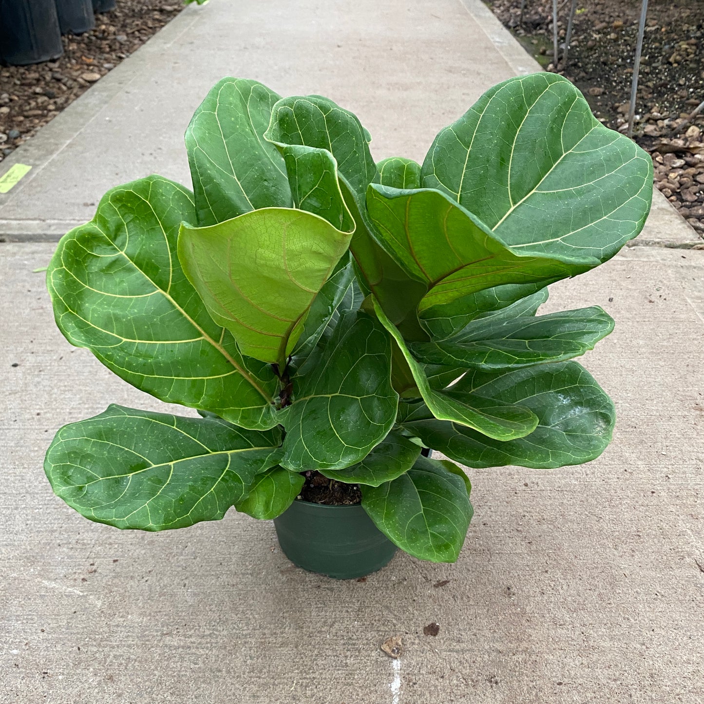 6" ficus lyrata bush