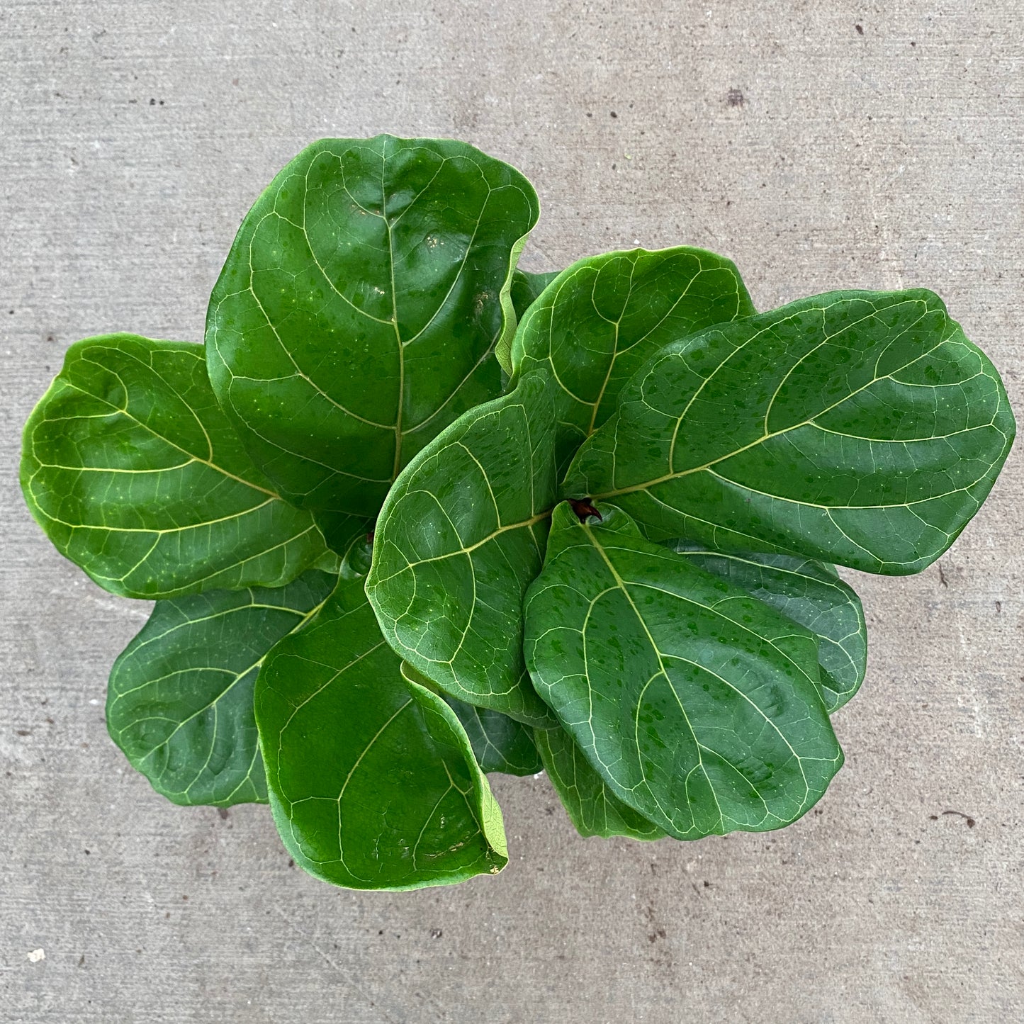 6" ficus lyrata bush