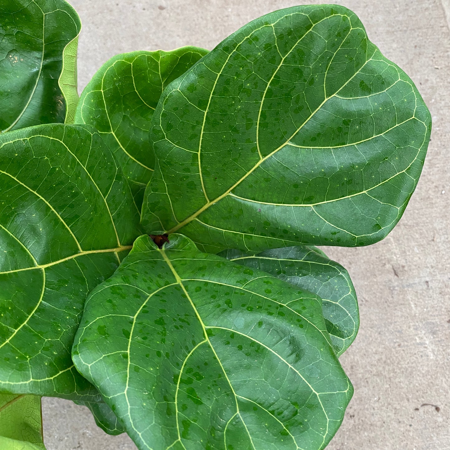6" ficus lyrata bush