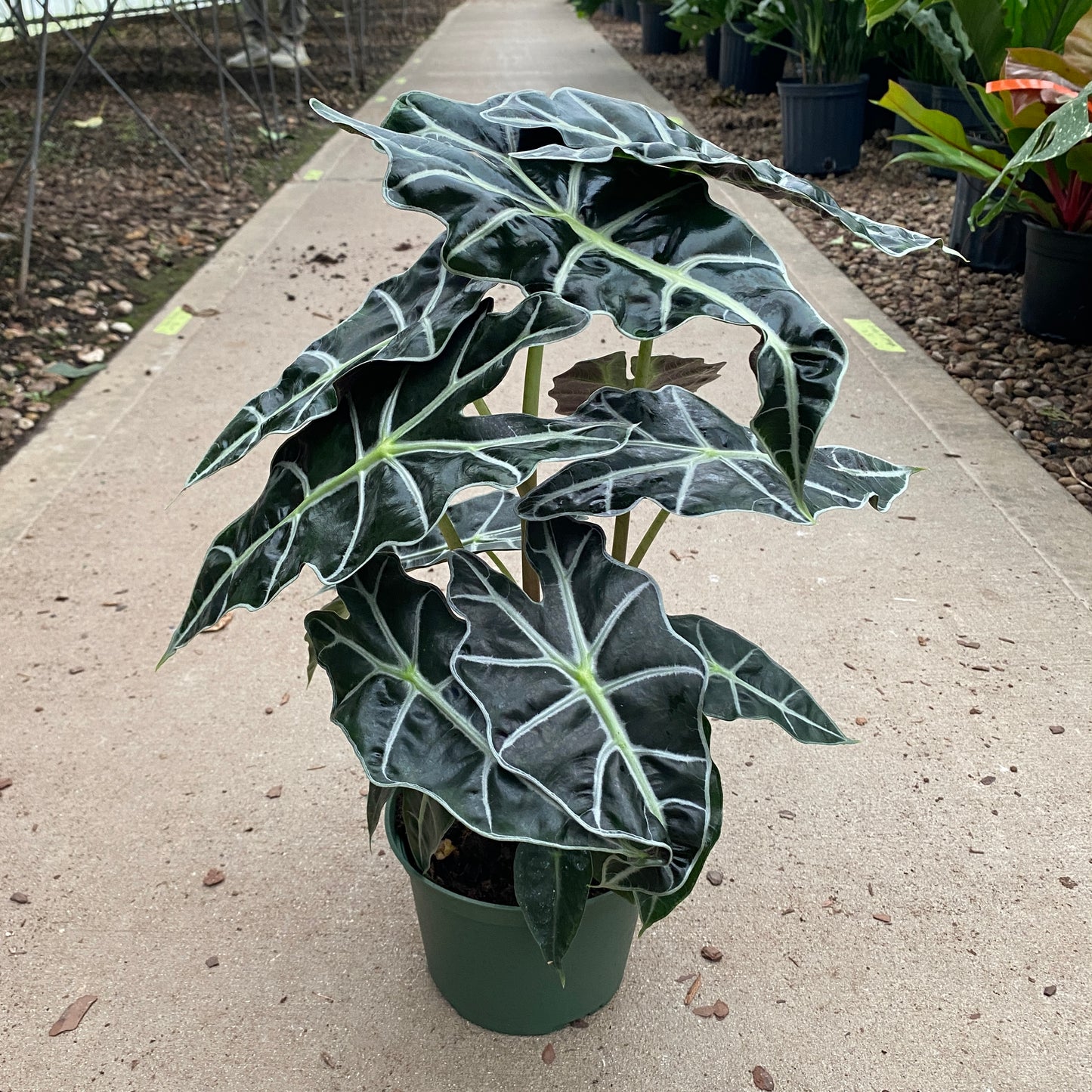 6" alocasia polly