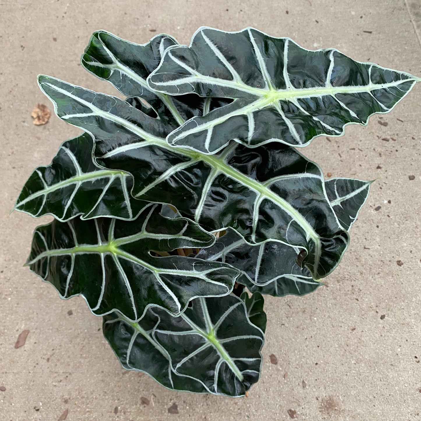 6" alocasia polly