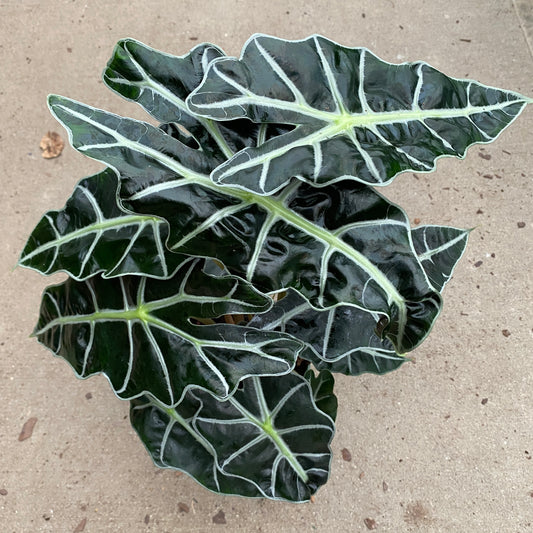 6" alocasia polly