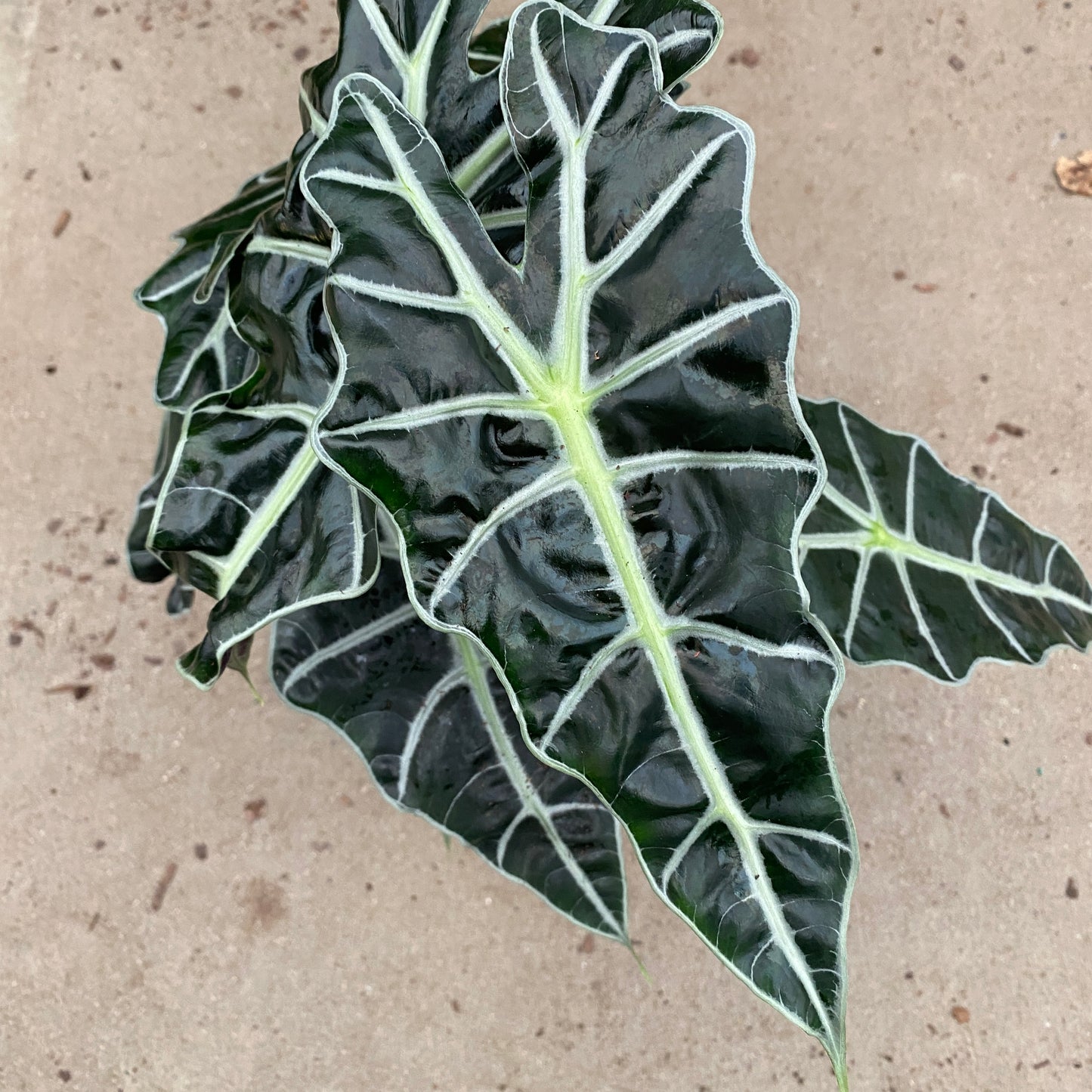 6" alocasia polly